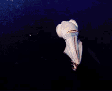Squid Scary GIF - Squid Scary Underwater GIFs