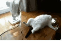 Heatwave Cats GIF - Heatwave Cats Funny Animals GIFs
