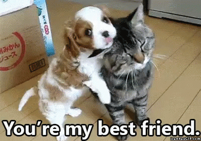 You Re My Best Friend Gif Friends Dog Cat Discover Share Gifs