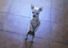 Chiwawa Dance GIF - Chiwawa Dance Chihuahua GIFs