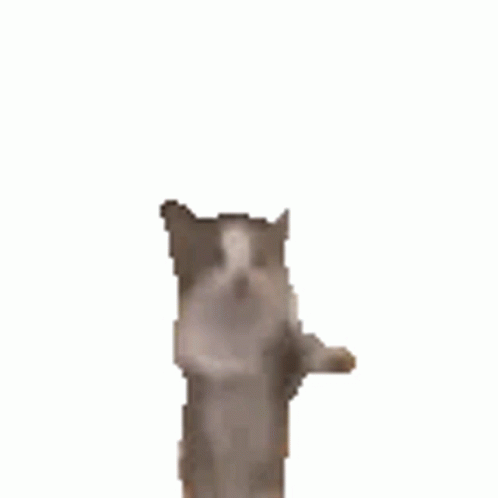 Cat Jumping Gif Cat Jumping Happy Discover Share Gifs - vrogue.co
