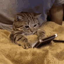 sad cellphone cat