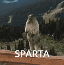 Sparta GIF - Sparta GIFs