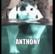 Anthony Cat GIF - Anthony Cat Walk GIFs