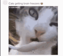 Cat Brainfreeze GIF - Cat Brainfreeze GIFs
