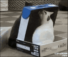a cat