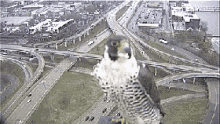 Peregrine Falcon Can Grand Rapids GIF - Peregrine Falcon Can Grand Rapids Michigan GIFs
