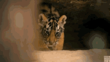 tiger cub baby tiger sneak tiger tigers