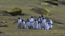 Penguin Hop GIF - Penguin Hop Hopping GIFs