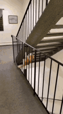 cat climbing stairs cat stairs