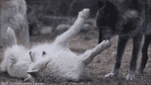 Wolf Wolves GIF - Wolf Wolves Two GIFs