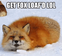 Fox Bread GIF - Fox Bread Loaf GIFs