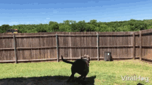 Peeking Dog Jumping GIF - Peeking Dog Jumping High Jump GIFs