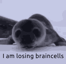 Losing Braincells GIF - Losing Braincells GIFs