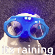 Rain Dog GIF - Rain Dog Funny GIFs
