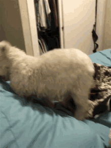 Funny Animals Dance GIF - Funny Animals Dance Moves GIFs