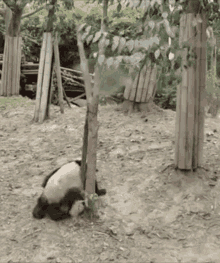 Panda Peeping Tom GIF - Panda Peeping Tom Fall GIFs
