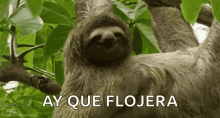 Sloth Funny GIF - Sloth Funny Lol GIFs