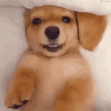Piscadela Piscadinhamarota Cachorro Engraçado GIF - Wink Wink Naughty Wink Dog GIFs