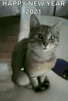 Cats Cat Day GIF - Cats Cat Day Fun GIFs