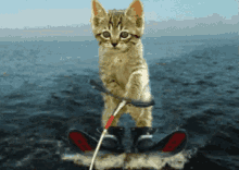 kitten cute funny water skiing water skii