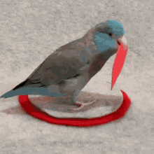 bird parrot cute adorable heart
