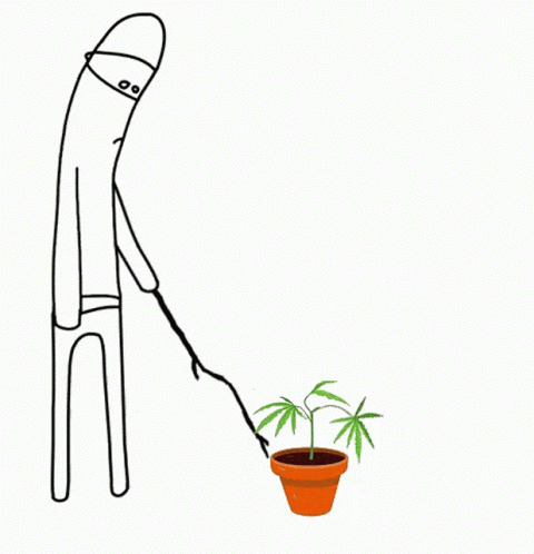 cannabis-grow.gif