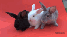 Fluffy Bunnies Doing Nothing In Particular GIF - Cute Bunnies Pets GIFs