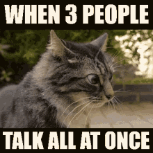 cat when three people talk at once confused