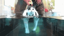 Water Cat GIF - Water Cat Type10 GIFs