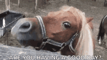 Are You Having A Good Day Funny Animals GIF - Are You Having A Good Day Funny Animals Horse Smile GIFs
