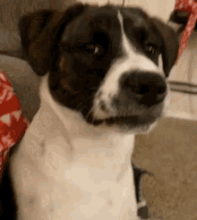 dog-staring-glikesunwoo.gif