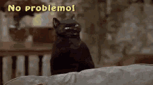 Cat And Frankie GIFs | Tenor