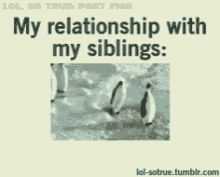 relationship with siblings penguins sibling fight