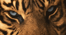 Tiger Tigerface GIF - Tiger Tigerface GIFs