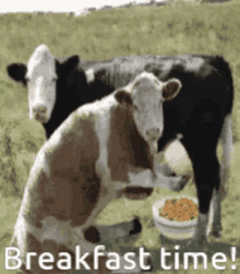 Breakfast Time Cereal GIF - Breakfast Time Cereal Cow GIFs