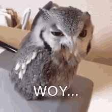 Burung Hantu Teriak GIF - Owl Burung Hantu Teriak GIFs