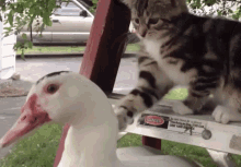 Cat Duck Cat Vs Duck GIF - Cat Duck Cat Vs Duck Cat GIFs