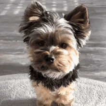 Yorkie Puppy GIF - Yorkie Puppy Cute GIFs