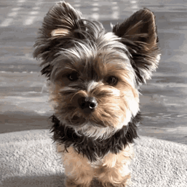 Yorkie Puppy GIF - Yorkie Puppy Cute - Discover &amp; Share GIFs