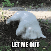Let Me Out Trapped GIF - Let Me Out Trapped Stuck GIFs