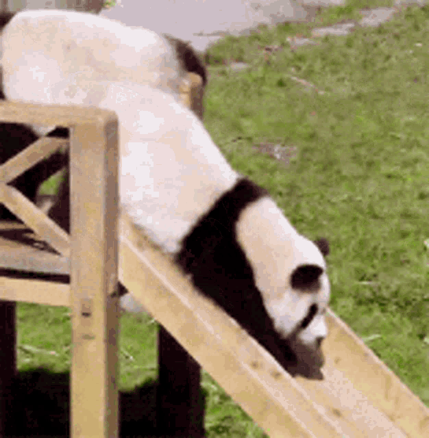 Baby Panda Slide Gifs Tenor