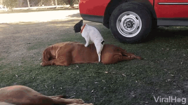 Little Dog Humping Big Dog GIFs Tenor.