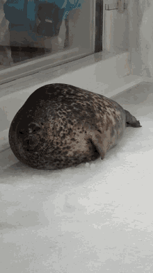 Seal Chonk GIF - Seal Chonk Japan GIFs