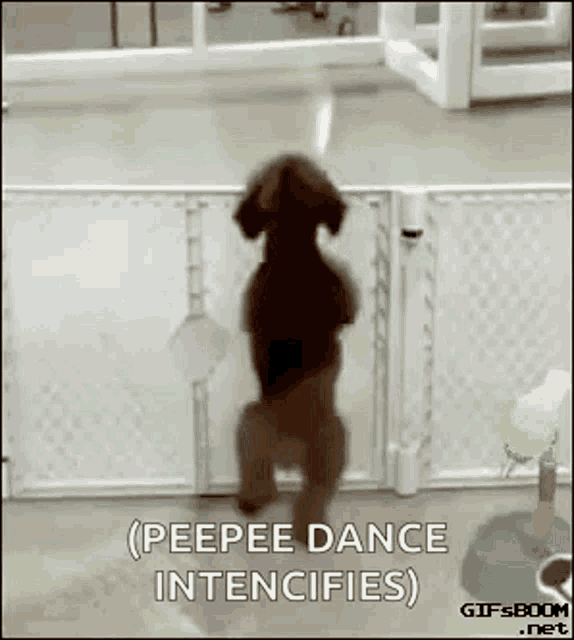 Dog Dancing,Dance,Excited,dog,Pee Pee Dance,cute,pup,puppy,gif,animated gif...