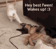 Wake Up Best Friend Time To Be All Awake GIF - Wake Up Best Friend Time To Be All Awake Good Morning Olliebear GIFs