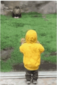 Funny Animals Lion GIF - Funny Animals Lion Charge GIFs