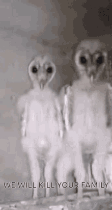 bird murder baby owl bird murder baby owl