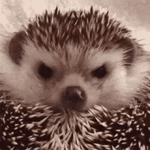 happy hedgehog eating
