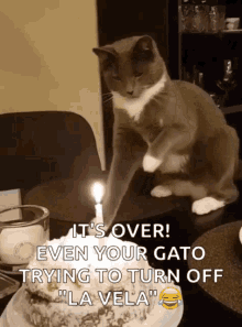 Put Out The Candle Put It Out GIF - Put Out The Candle Put It Out Birthday Cat GIFs